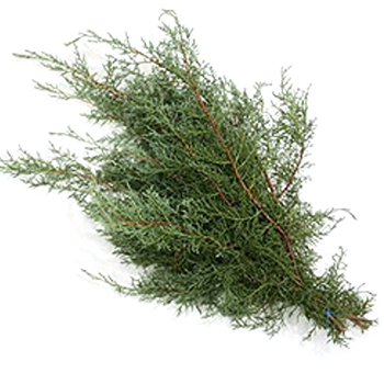 Fragrant Carolina Sapphire greenery with silvery blue tones, perfect for rustic weddings, winter events, and wreaths.